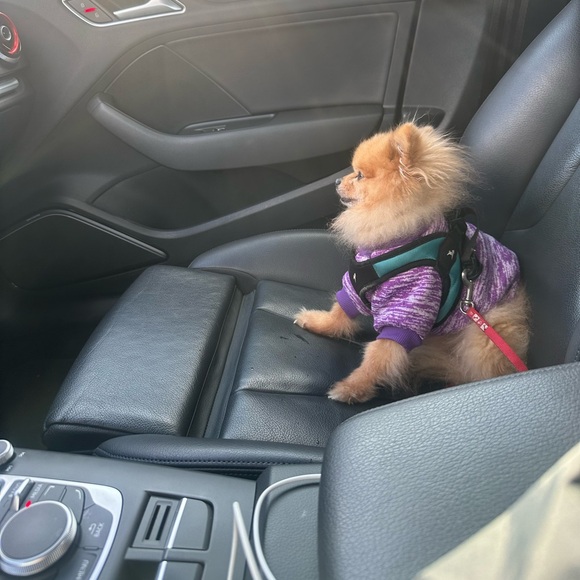 Meet your Posher, Chink - Picture 5 of 9